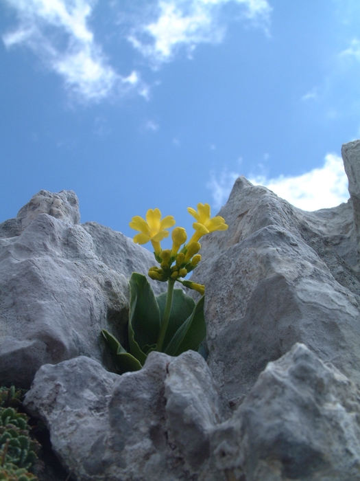 Primula auricula /  Primula orecchia d''orso